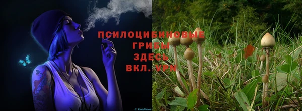 гашик Алексин